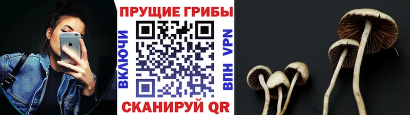 Псилоцибиновые грибы Psilocybine cubensis Белозерск